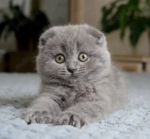 Scottish fold motănei si pisicuțe - imagine 4