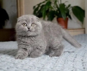 Scottish fold motănei si pisicuțe - imagine 2