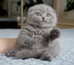 Scottish fold motănei si pisicuțe - imagine 3