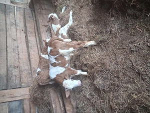 Vand 3 taurasi frumosi - imagine 3