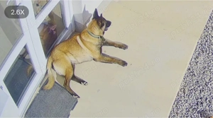 Vand Ciobanesc Belgian cu Pedigree - imagine 2