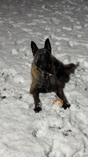 Vand Ciobanesc Belgian cu Pedigree - imagine 4