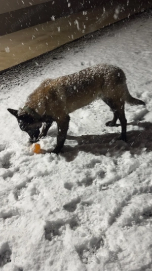 Vand Ciobanesc Belgian cu Pedigree - imagine 5