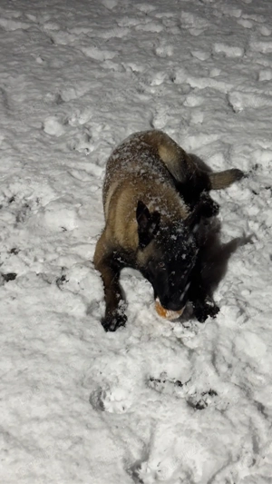 Vand Ciobanesc Belgian cu Pedigree - imagine 3