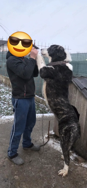 Urgent femela ciobanesc de asia centrala - imagine 2