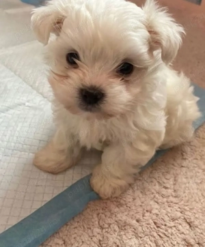 Vand bishonel miny toy 7 saptamani