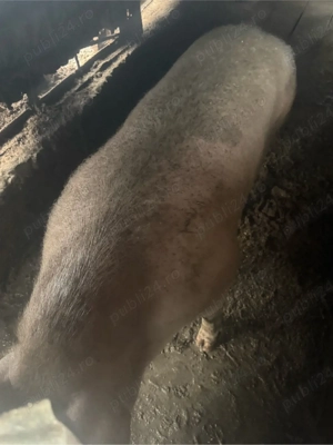 Porc Crescut in Curte are undeva la 270 +de kg - imagine 5