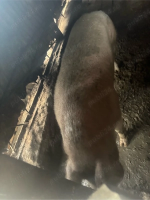 Porc Crescut in Curte are undeva la 270 +de kg - imagine 3