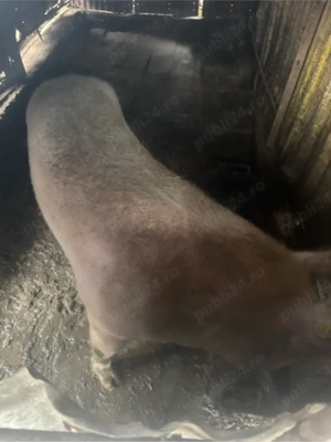 Porc Crescut in Curte are undeva la 270 +de kg - imagine 2