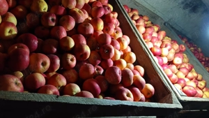 Vând mere Florina și idared - imagine 7