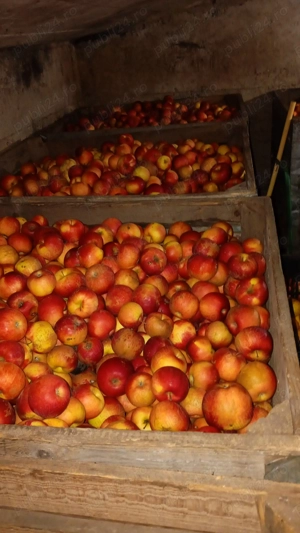 Vând mere Florina și idared - imagine 3