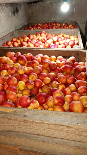 Vând mere Florina și idared - imagine 2