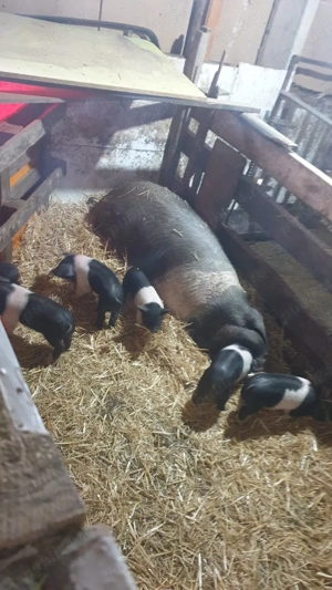 Porci bazna - imagine 2