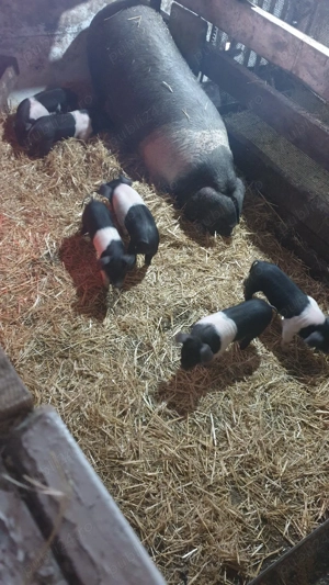 Porci bazna - imagine 4