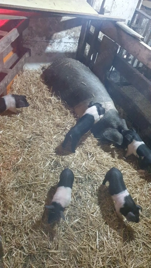 Porci bazna - imagine 5