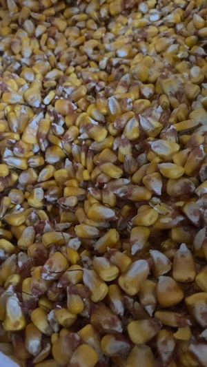 Vând porumb boabe sau știuleți 