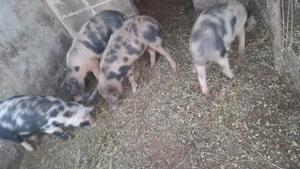 Porci de vânzare, per bucată preț  - imagine 2