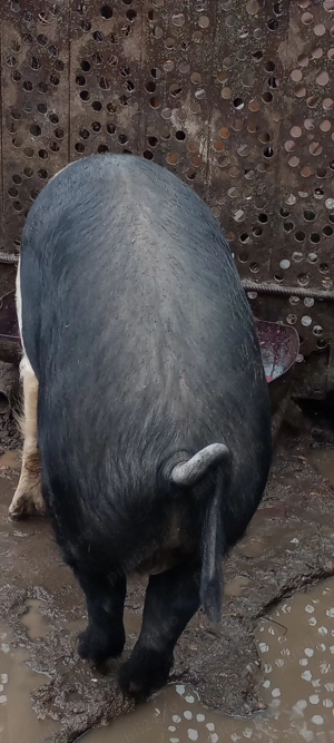 Vând porc aproximativ 120 kg - imagine 2