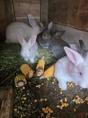 pui urias german de vanzare - imagine 2