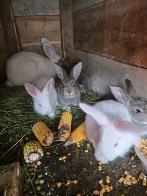 pui urias german de vanzare - imagine 3