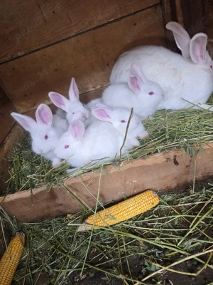 pui urias german de vanzare - imagine 4