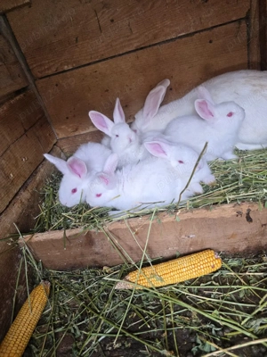 pui urias german de vanzare - imagine 5