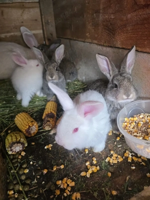 pui urias german de vanzare