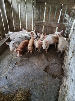 Purcei Duroc X Petrean - imagine 2