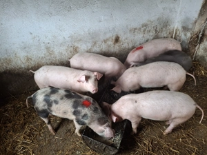 Purcei de vanzare. - imagine 4