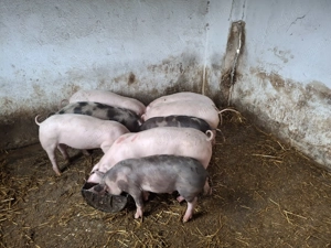 Purcei de vanzare. - imagine 5