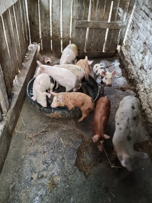 Purcei Duroc X Petrean - imagine 3