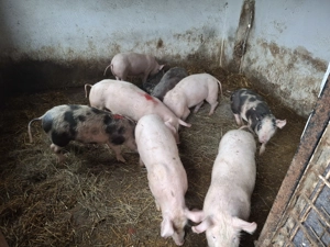 Purcei de vanzare. - imagine 3