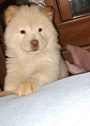 Chow chow de vanzare - imagine 3