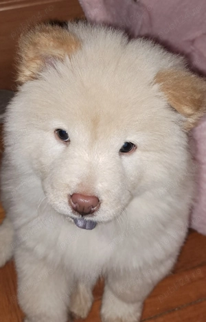 Chow chow de vanzare - imagine 2