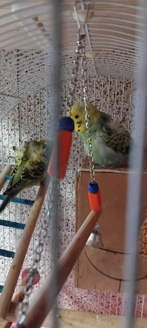  SCHIMB  perusi Hagoromo (elicopter) - imagine 4