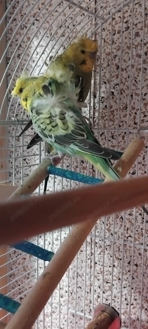  SCHIMB  perusi Hagoromo (elicopter) - imagine 3