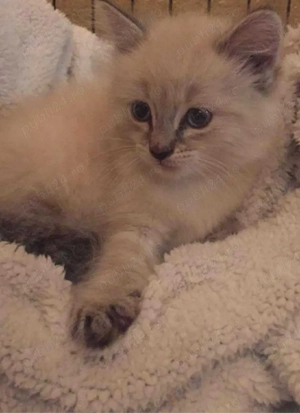 Puiut Ragdoll  - imagine 2