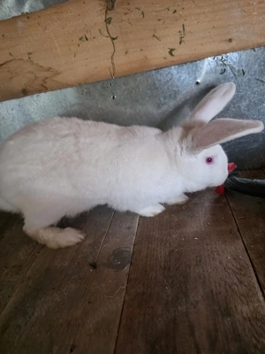 iepuri urias german  - imagine 3