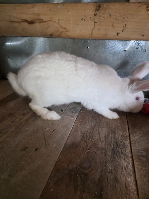 iepuri urias german  - imagine 4