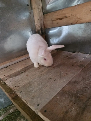 iepuri urias german  - imagine 5