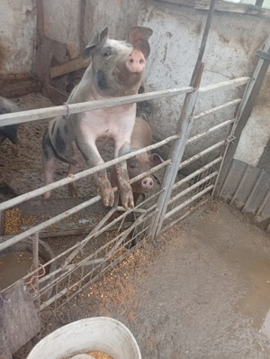 Vând purcei de 6 luni - imagine 2