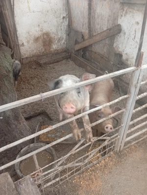 Vând purcei de 6 luni - imagine 3