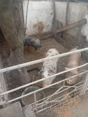 Vând purcei de 6 luni - imagine 4