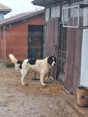 Disponibil ciobanesc de Bucovina  - imagine 3