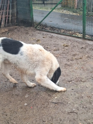 Disponibil ciobanesc de Bucovina  - imagine 2