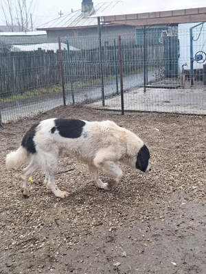 Disponibil ciobanesc de Bucovina  - imagine 5