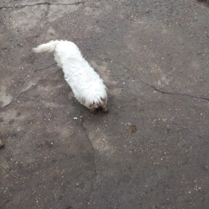 De vânzare bisoni maltezi 2fetite  - imagine 4