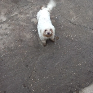 De vânzare bisoni maltezi 2fetite  - imagine 3