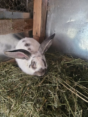 iepuroi fluture german pentru monta  - imagine 3