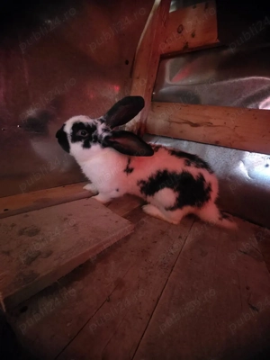 iepuri fluture german de vanzare - imagine 3